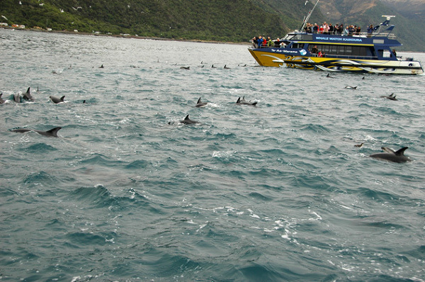 Nie wiadomo, kto ma więcej radosci - delfiny czy turyści