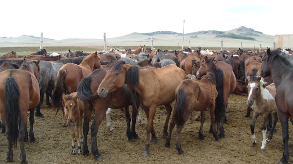 Kazachskie konie