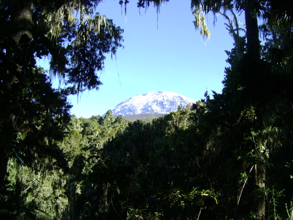 Kilimandżaro: szczyty widziane z poziomu lasu deszczowego