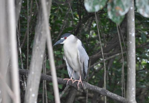 Black River, Jamajka. Podczas spływu rzeką Black River, oprócz krokodyli, zobaczyć możemy również wiele gatunków ptaków. Tu, nazwany przez tutejszych ze względu na swoje czerwone oczy - marihuana bird. 