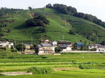 Wazuka