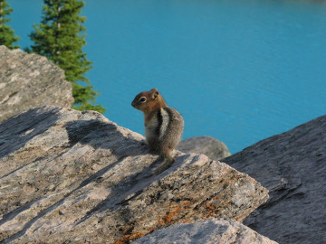 Moraine Lake Ziemna wiewiórka wygrzewa się na zwałowisku kamieni powyżej turkusowego Moraine Lake (Góry Skaliste, Kanada). Czasem padają łupem niedźwiedzi, które mimo że potrafią zjeść ćwierć miliona jagód, przygotowując się do zimowego snu, nierzadko uzupełniają dietę drobnymi gryzoniami.