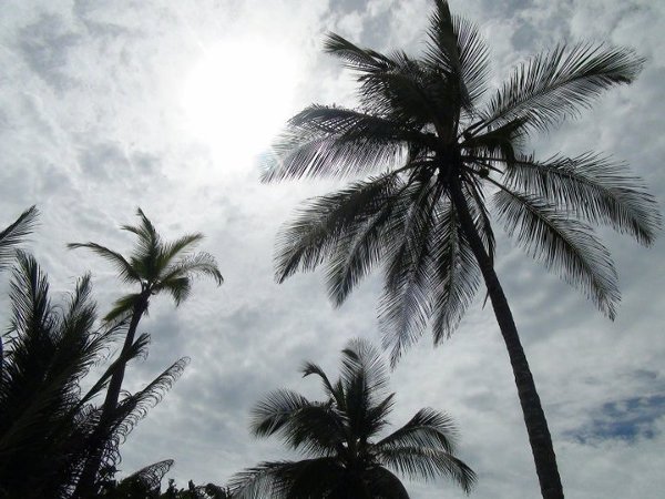 palmy na słonecznej plaży Palomino