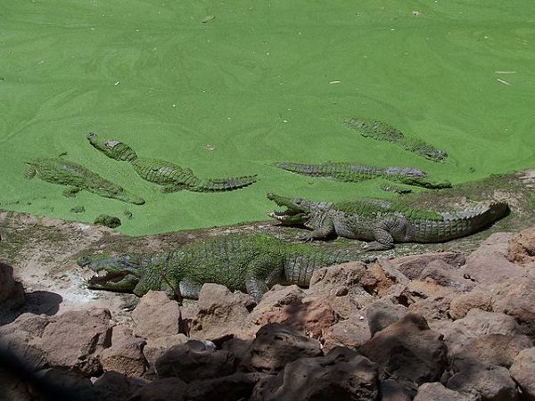 Kachikally crocodile pool