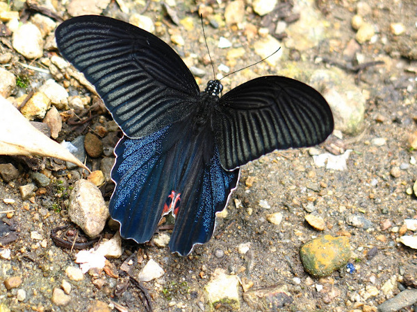W Parku Narodowym Cuc-phuong można spotkać motyle takie jak ten - bliskie wielkości dłoni