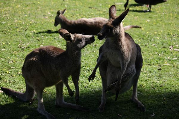 Kangury gromadzą się w stada składające się po kilkadziesiąt osobników