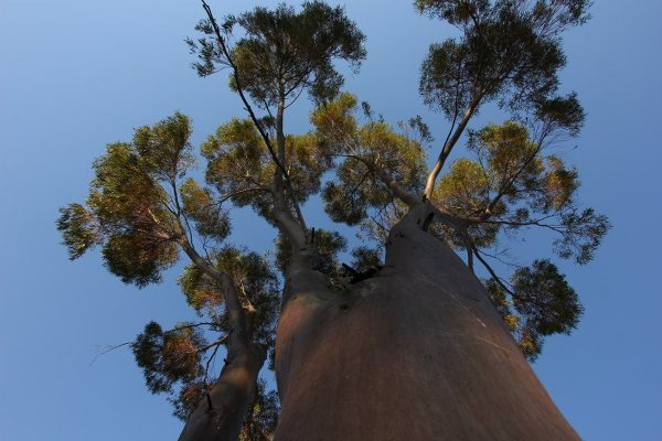 Jest co najmniej kilka rodzajów eukaliptusów. Powoli uczę się je rozpoznawać.