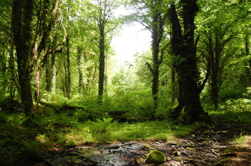 Lagodeski Park Narodowy