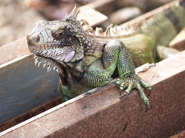 Iguana