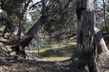 Lachlan River stanowi północną granicę farmy. Podczas deszczów jej poziom może się podnieść nawet o 3 metry, co pokazują ślady na korze eukaliptusowych pni.