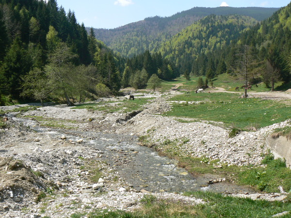 Przyroda rumuńska u podnóża Gór Fogaraskich