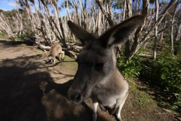 Do kangurów można podejść naprawdę blisko