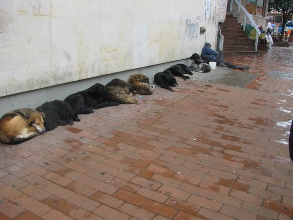 Bezdomny i jego psy w Bogocie