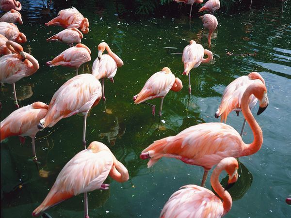 Flamingi - znak rozpoznawczy Miami.