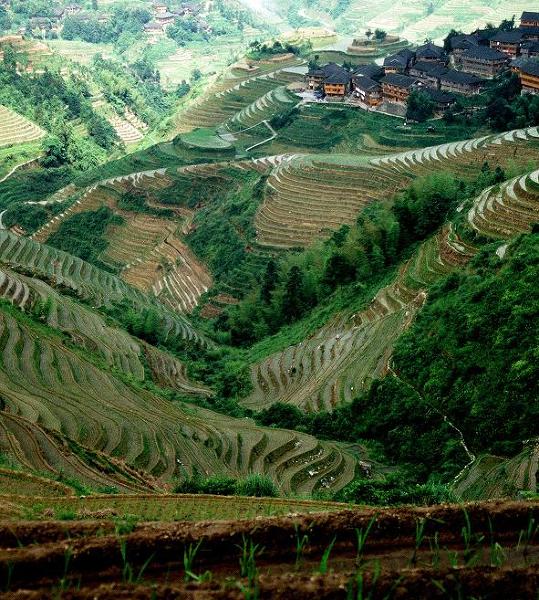 Tarasy ryżowe - okolice Guilin