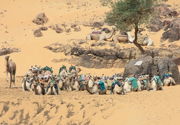 Parking "busów" do Wioski Nubijskiej