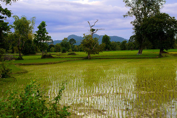 Pola ryżowe na Don Det, archipelag Si Phan Don, Laos