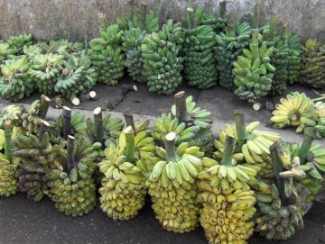 Banan prosto z drzewa?