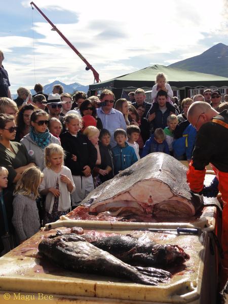 Chcących nauczyć się oprawy mięsa rekina zapraszam do Dalvik na coroczny  Fiskidagurinn Mikli.