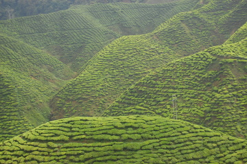 Cameron Highlands, plantacja Boh Tea