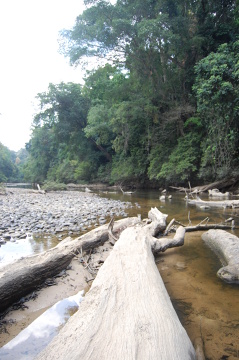 Taman Negara
