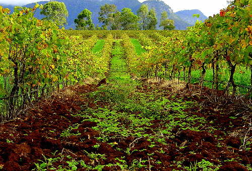 Zielona Dolina Hunter mimo średnio urodzajnych gleb jest domem dla wielu producentów wina