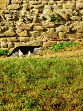 Kot, który przebiegł mi drogę (Carcassonne)