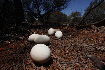 Gniazdo emu z pół tuzinem jaj
