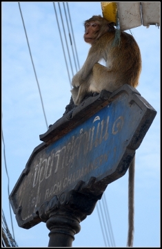 Lop Buri  - Miasto Małp
