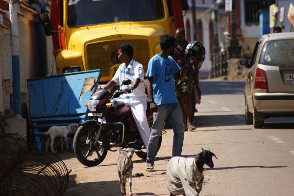 Na azjatyckich ulicach kozy wydają się uprzywilejowanymi uczestnikami ruchu drogowego