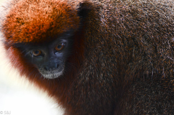 Małpa Titi to obdarzony niezwykle długim i puszystym ogonem, jedyny żyjący dziś gatunek z rodzaju Callicebinae. Titi zamieszkują amazońskie pogranicze Kolumbii, Peru i Brazylii, są głównie roślinożerne i monogamiczne – dobierają się w pary na całe życie.
