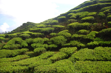 Cameron Highlands, plantacja Boh Tea