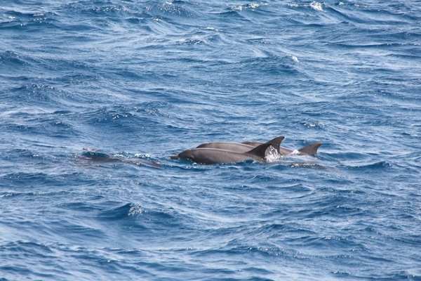 Delfiny w Morzu Czerwonym