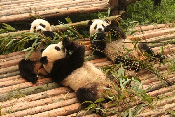 Azja, Chiny, Chengdu, pandy