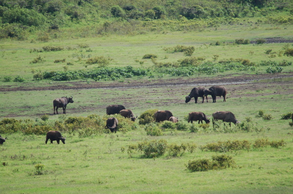 Poszukiwanie "wielkiej piątki". W czasach kolonialnych uczestnicy safari najwyżej cenili upolowanie pięciu zwierząt: słonia, nosorożca, lwa, bawoła i lamparta