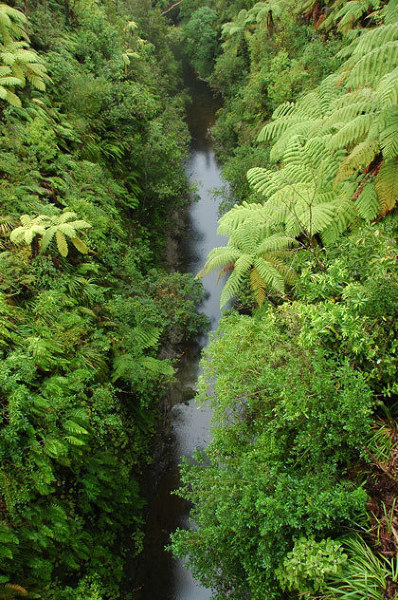 Las deszczowy, Whanganui