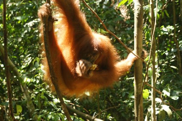 Bukit Lawang – Indonezja