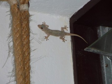 Kenia