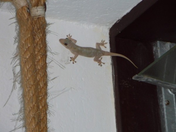 Kenia