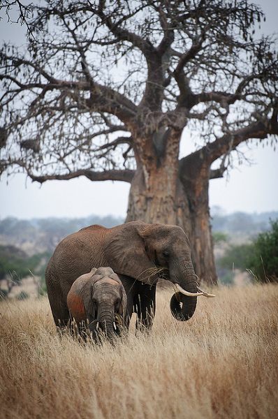 Słonie w Tanzanii. Zdjęcie zostało zrobione 22 Czerwca, 2011.