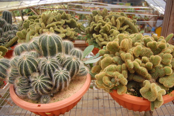 Farma kwiatowa