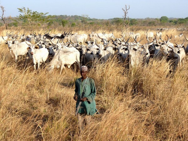 Pasterz dumnie prowadzący swoje stado 