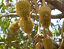 Durian – azjatycki król owoców
