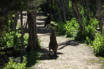 Kangury na szlaku