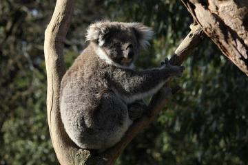 Koala podczas przerwy w popołudniowej drzemce