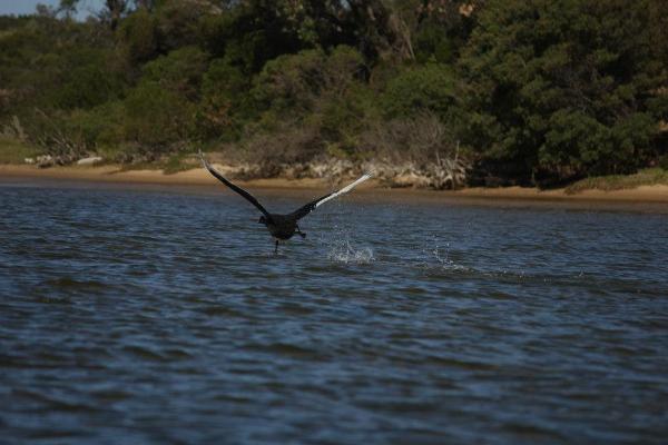 Jedna z zatok w Lakes Entrance. Czarny łabędź wzbija się do lotu.