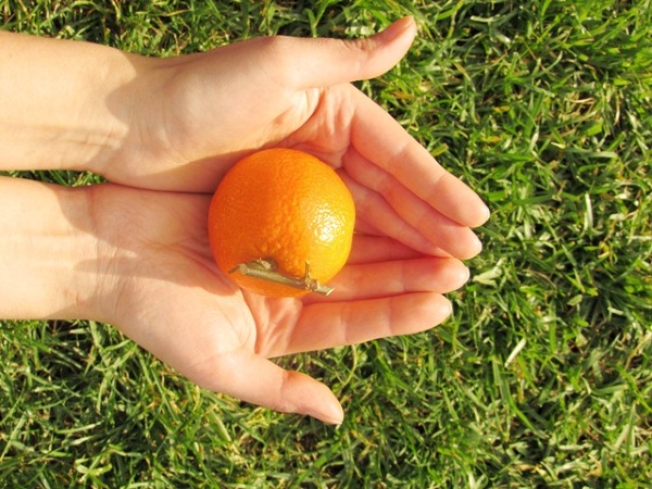 pomarańcze i mandarynki