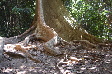 W Taman Negara