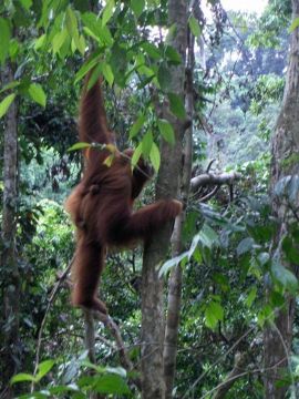 Orangutany w Bukit Lawang 