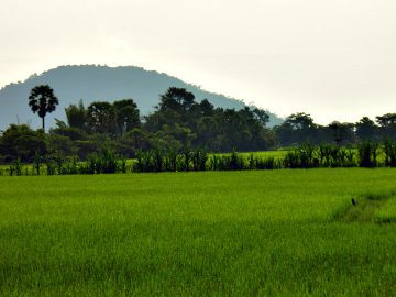WIDOKI. Taki właśnie widok Kambodży pozostaje w pamięci. Pole ryżowe, palmy i dżungla.